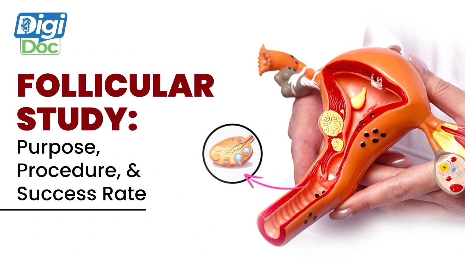 follicular-study